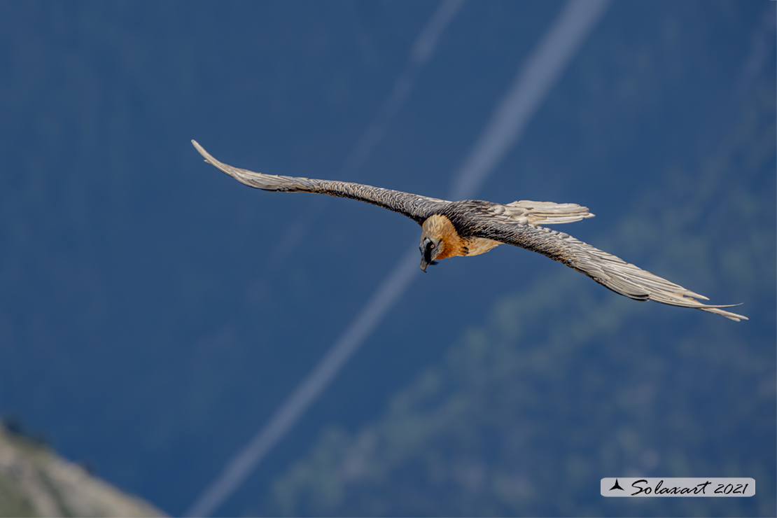 Gypaetus barbatus  -  Gipeto  - Bearded vulture