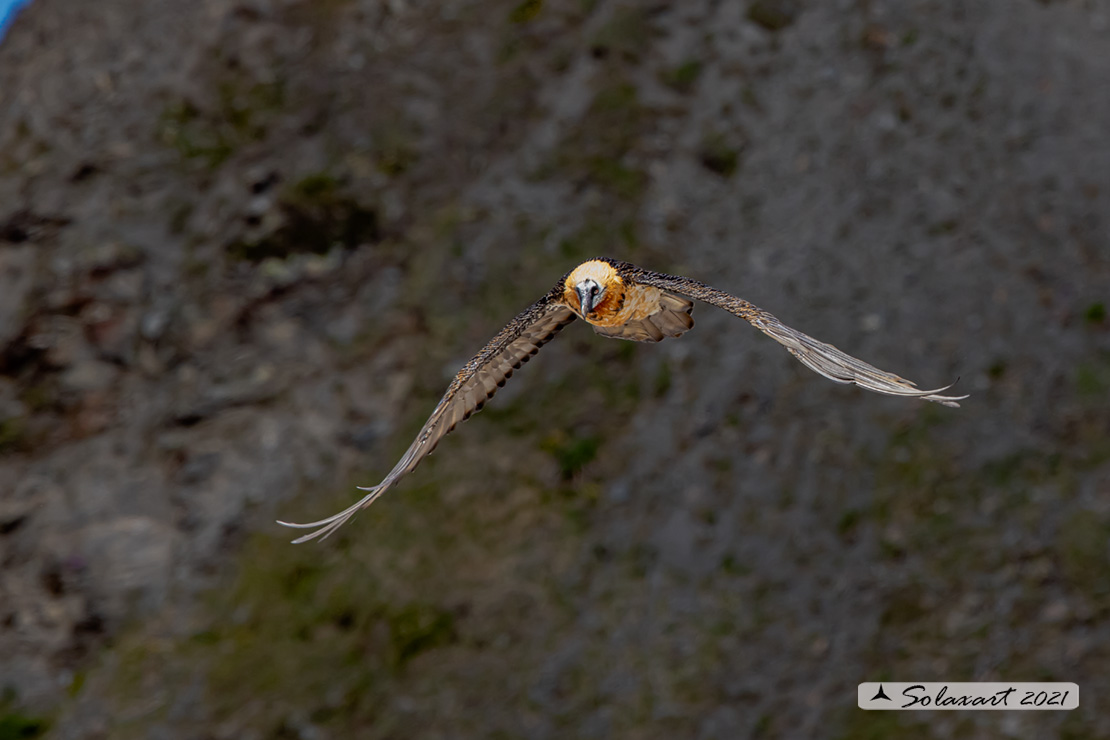 Gypaetus barbatus  -  Gipeto  - Bearded vulture