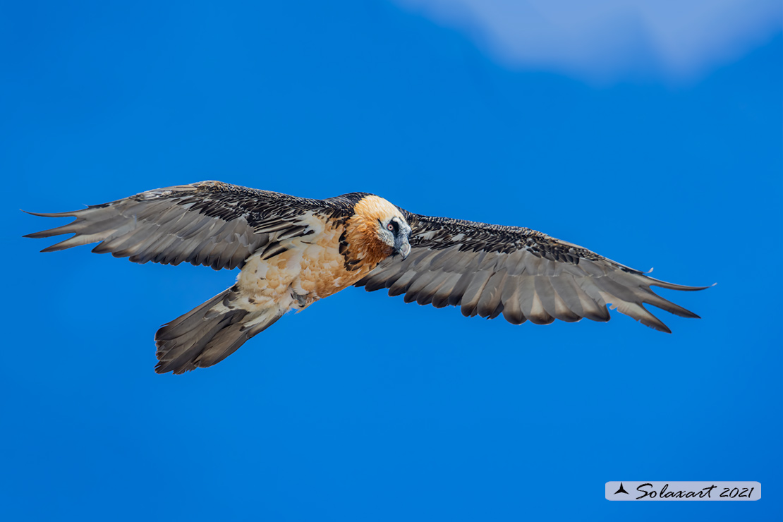 Gypaetus barbatus  -  Gipeto  - Bearded vulture