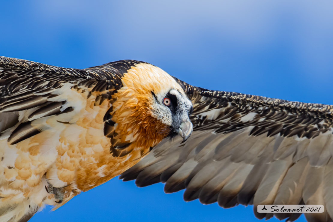 Gypaetus barbatus  -  Gipeto  - Bearded vulture