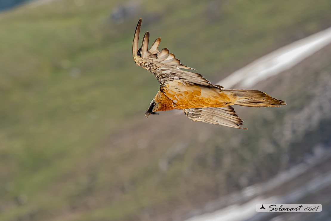 Gypaetus barbatus  -  Gipeto  - Bearded vulture