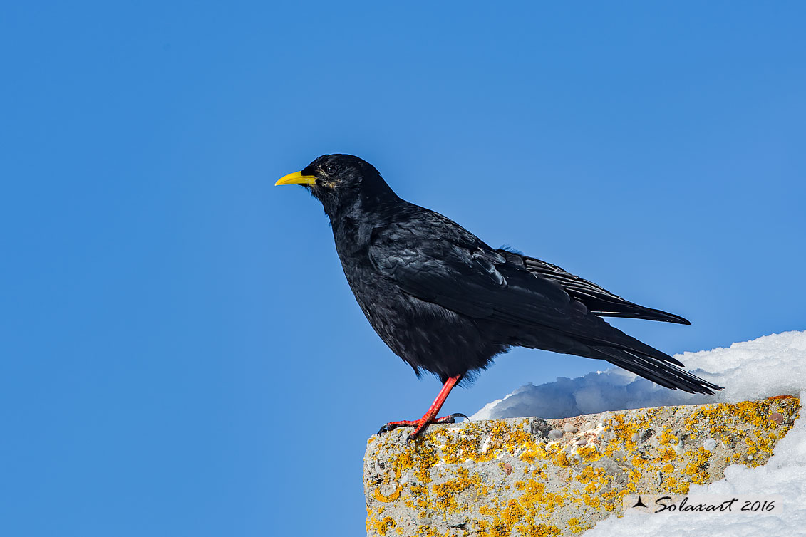 Pyrrhocorax graculus: Gracchio alpino; Alpine chough