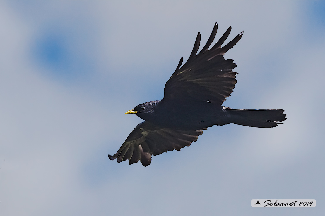 Pyrrhocorax graculus: Gracchio alpino; Alpine chough