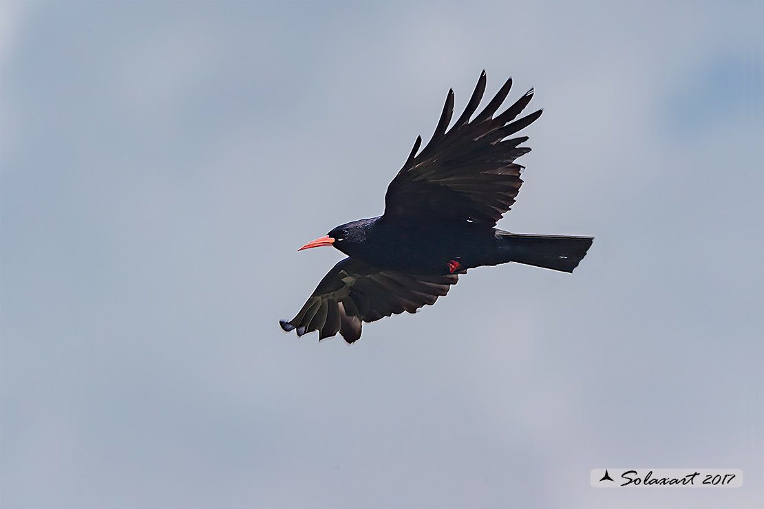 Pyrrhocorax pyrrhocorax: Gracchio corallino; Red-billed chough
