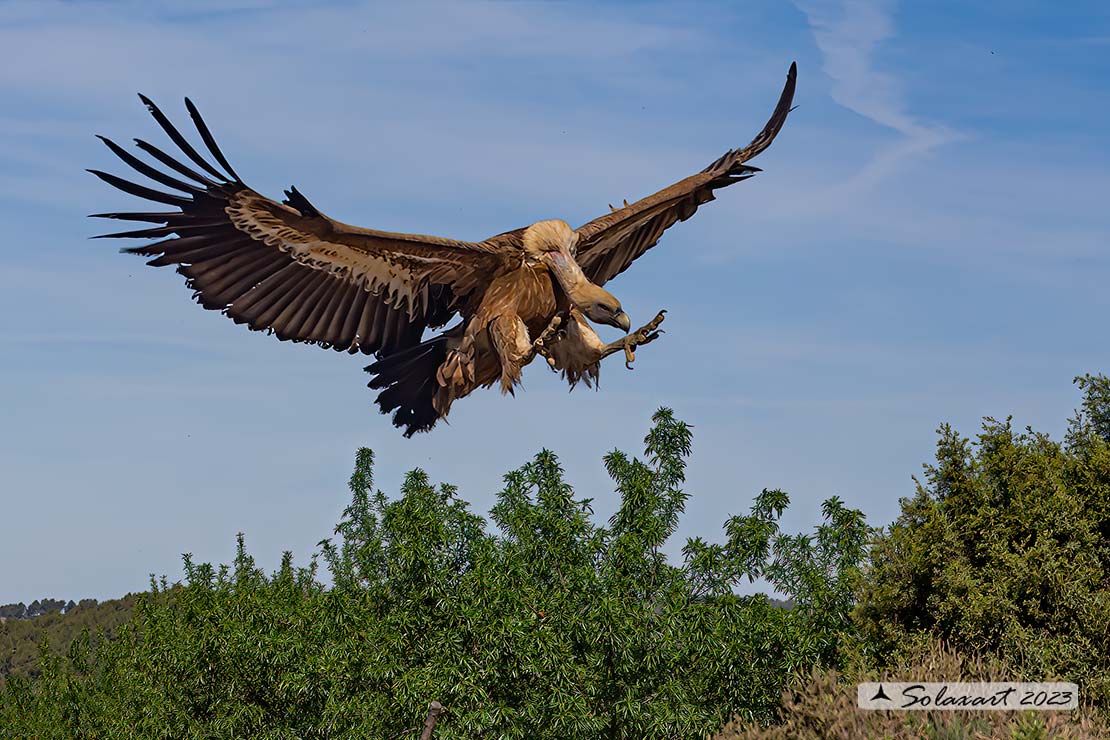 Gyps fulvus: Grifone; Griffon vulture