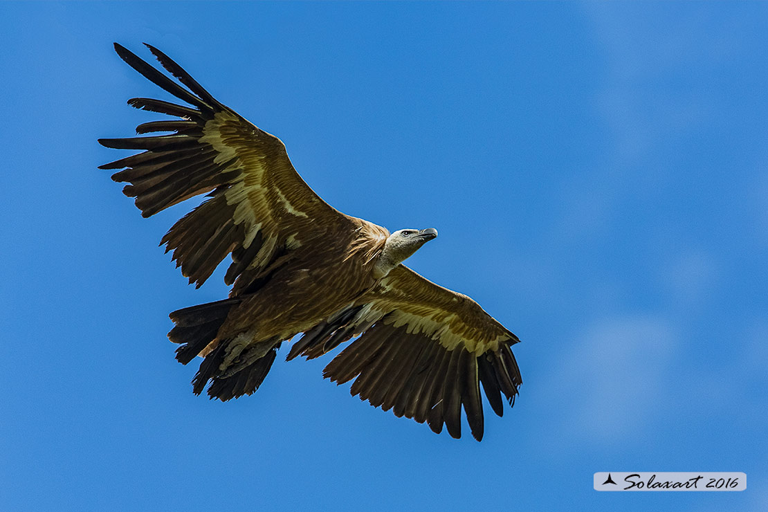 Gyps fulvus: Grifone; Griffon vulture