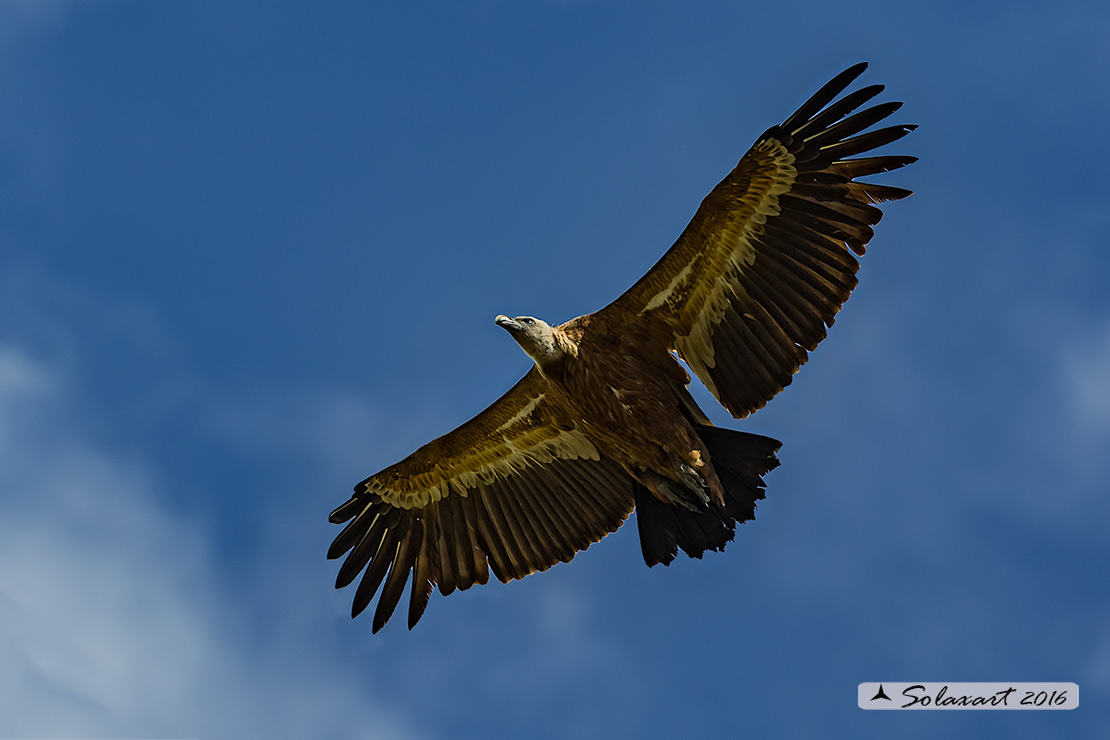 Gyps fulvus: Grifone; Griffon vulture