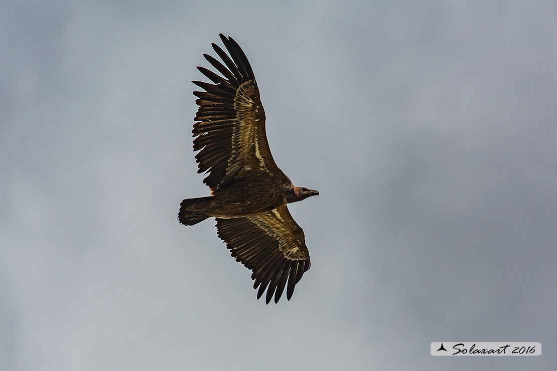 Gyps fulvus: Grifone; Griffon vulture