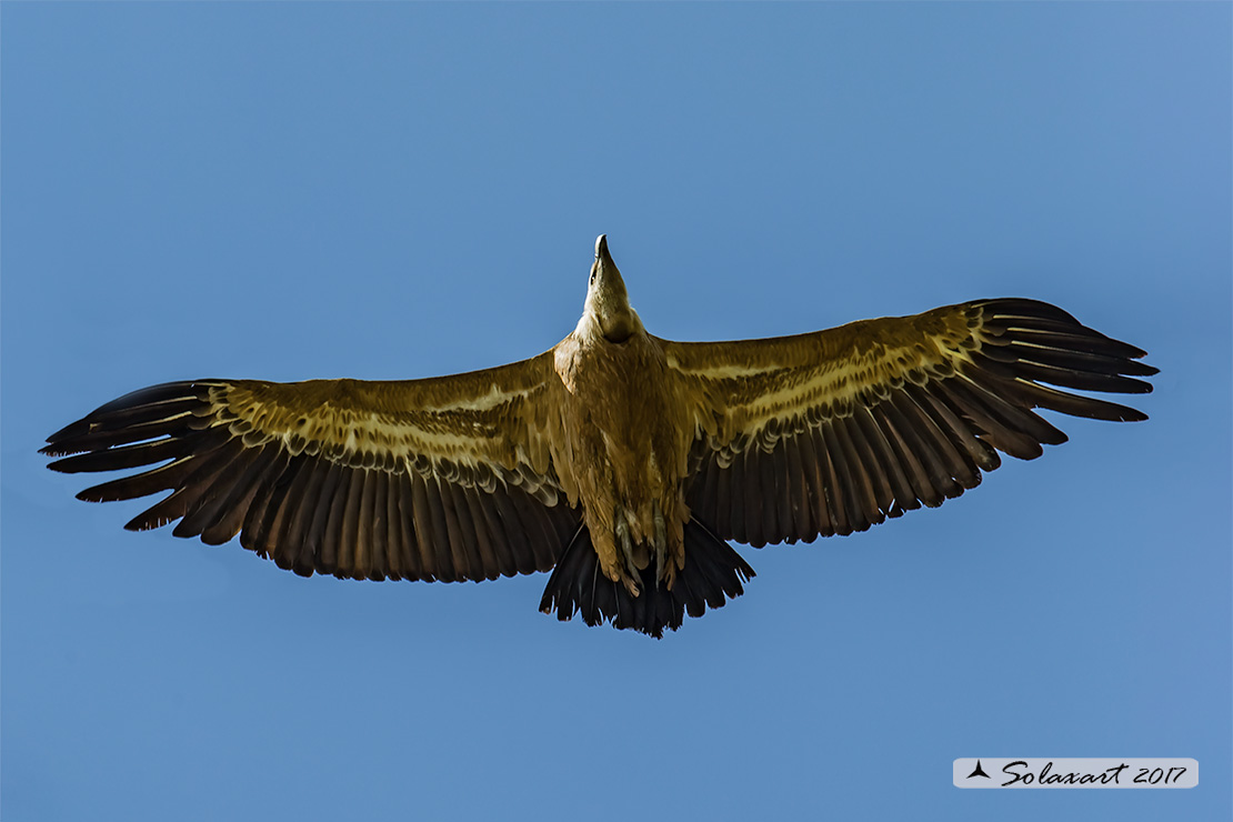 Gyps fulvus: Grifone; Griffon vulture