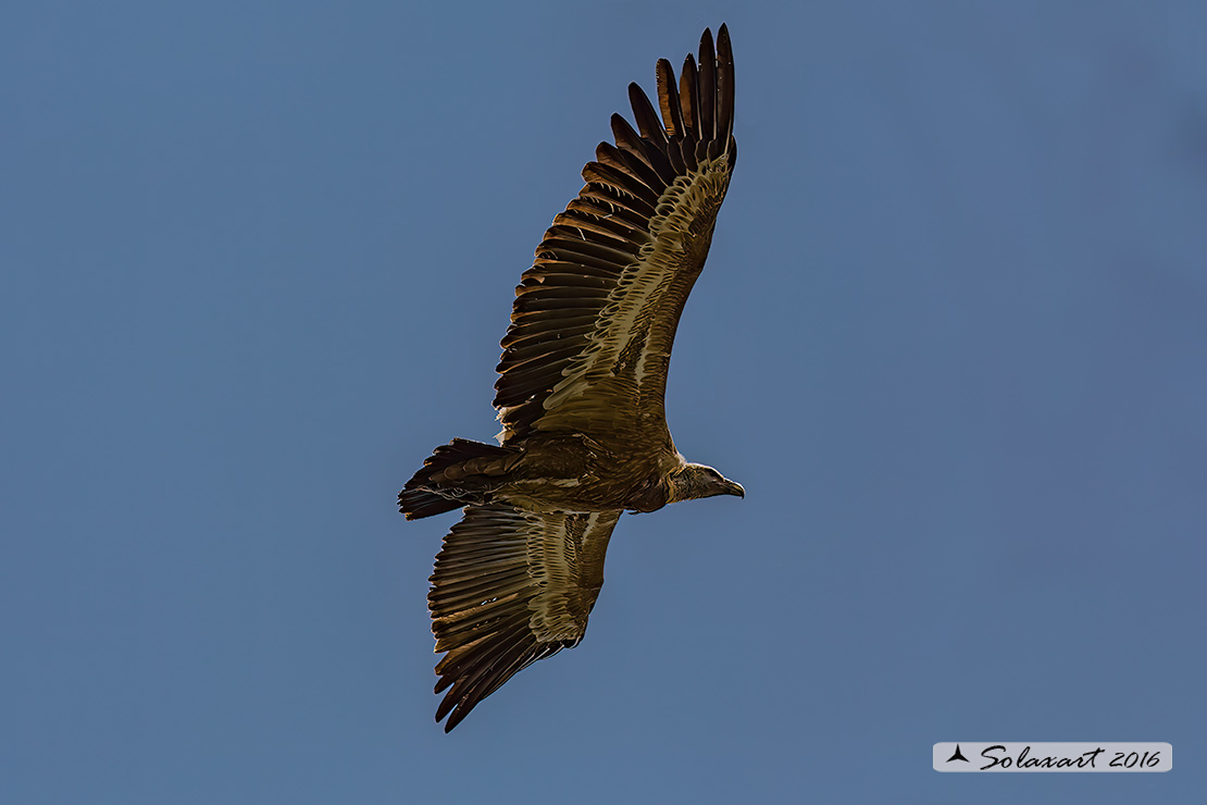 Gyps fulvus: Grifone; Griffon vulture