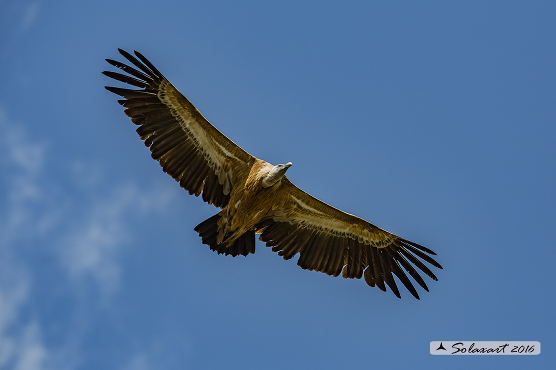 Gyps fulvus: Grifone; Griffon vulture
