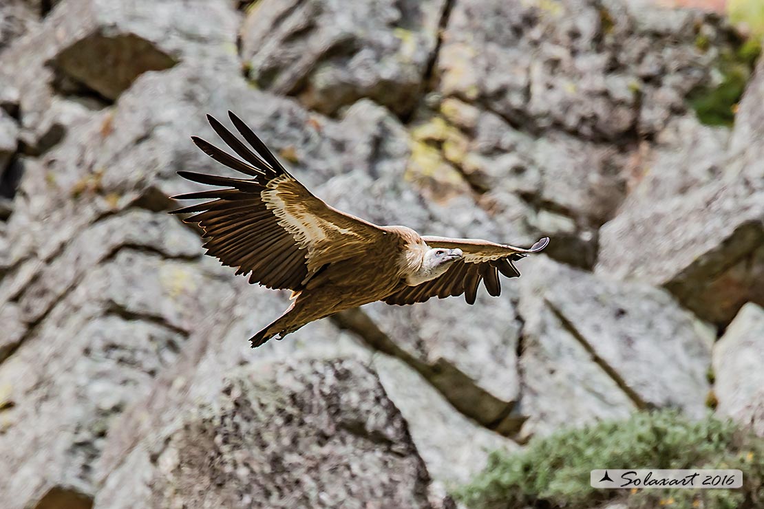 Gyps fulvus: Grifone; Griffon vulture