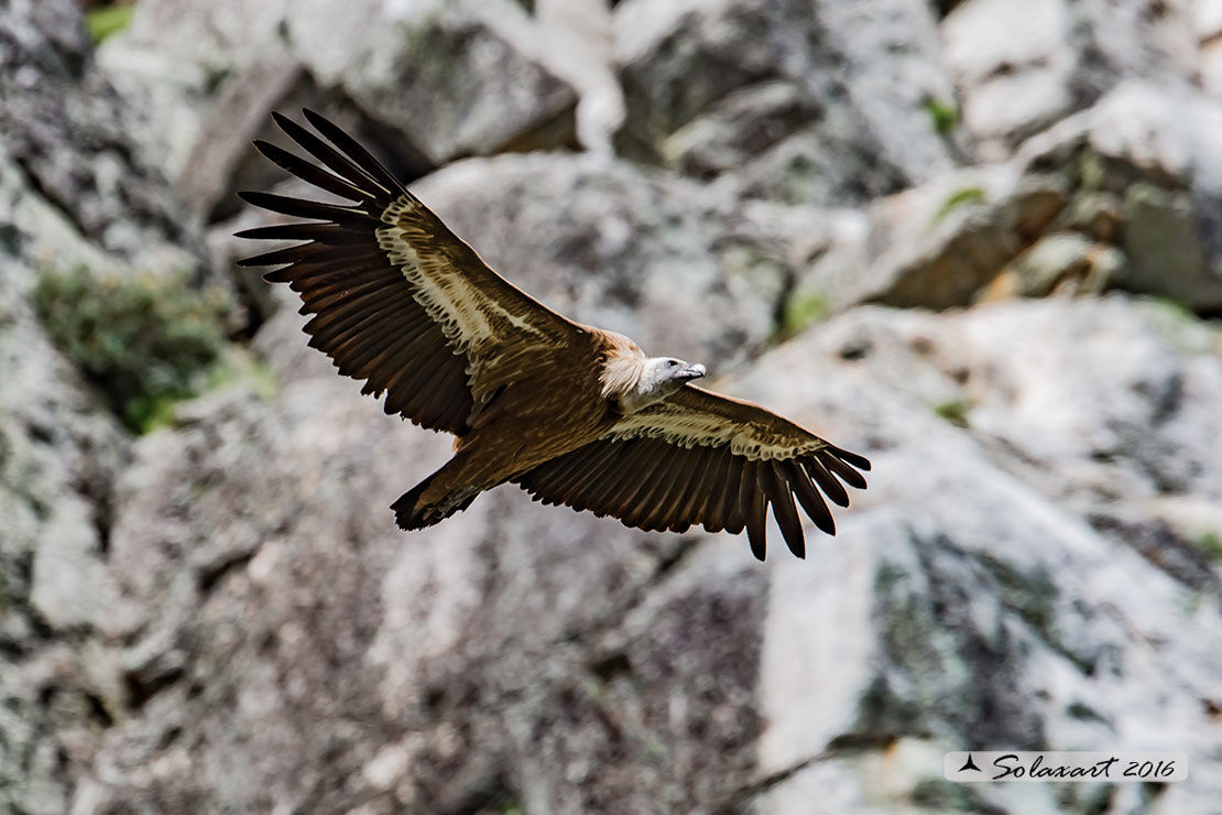 Gyps fulvus: Grifone; Griffon vulture