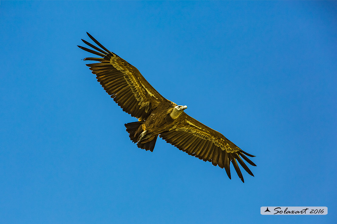 Gyps fulvus: Grifone; Griffon vulture