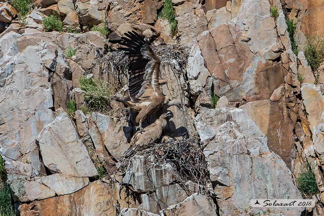 Gyps fulvus: Grifone; Griffon vulture 