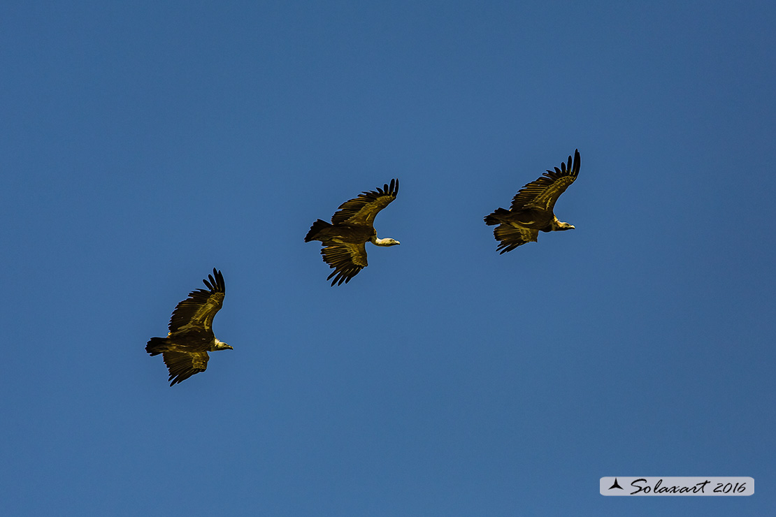 Gyps fulvus: Grifone; Griffon vulture