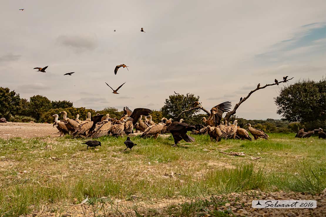 Gyps fulvus: Grifone; Griffon vulture