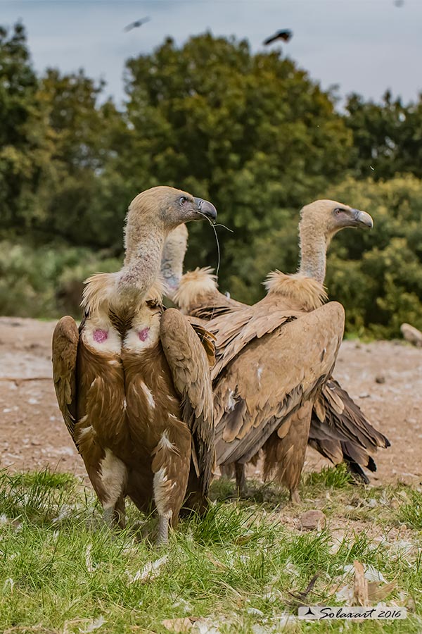 Gyps fulvus: Grifone; Griffon vulture