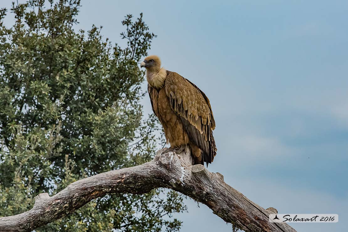 Gyps fulvus: Grifone; Griffon vulture