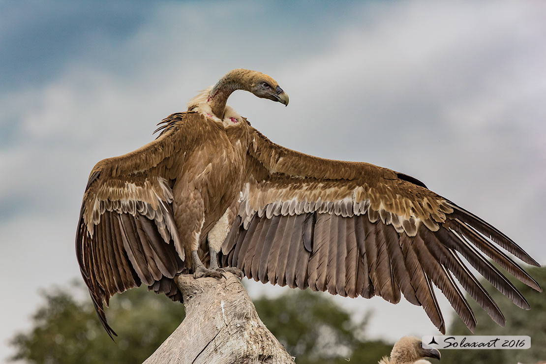 Gyps fulvus: Grifone; Griffon vulture