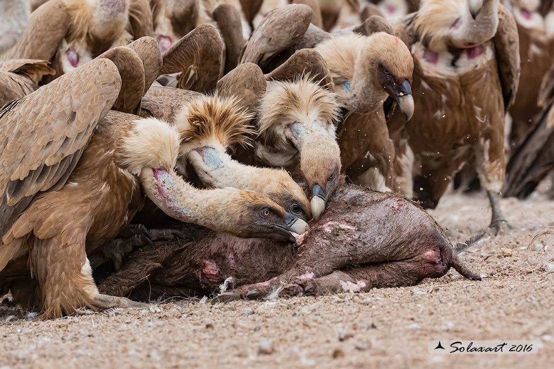 Gyps fulvus: Grifone; Griffon vulture