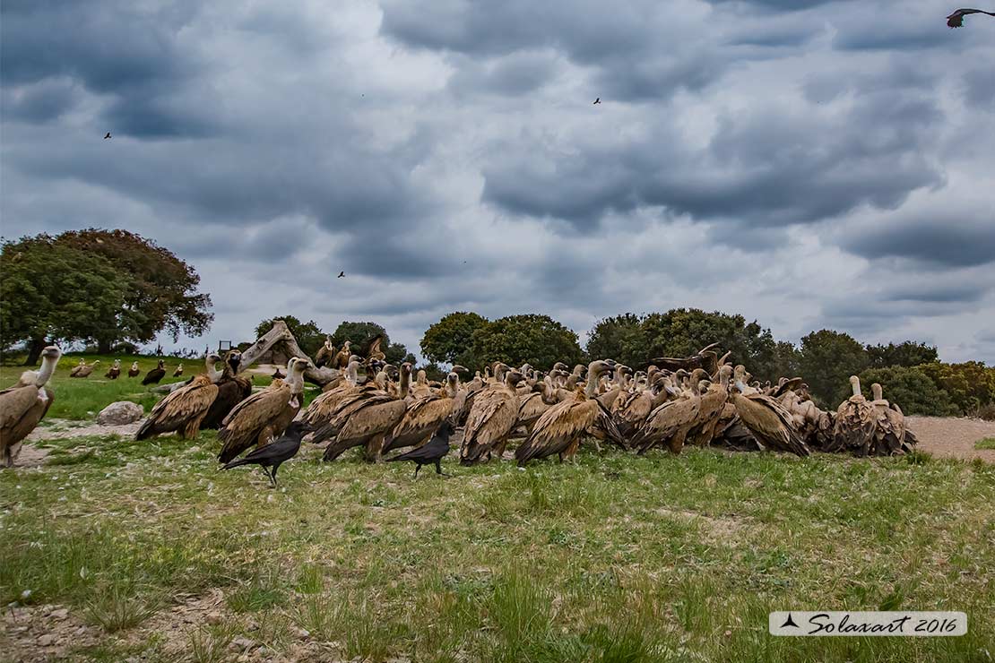 Gyps fulvus: Grifone; Griffon vulture