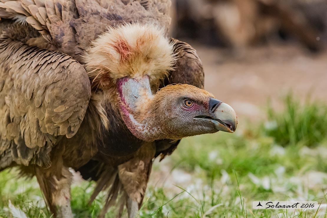 Gyps fulvus: Grifone; Griffon vulture