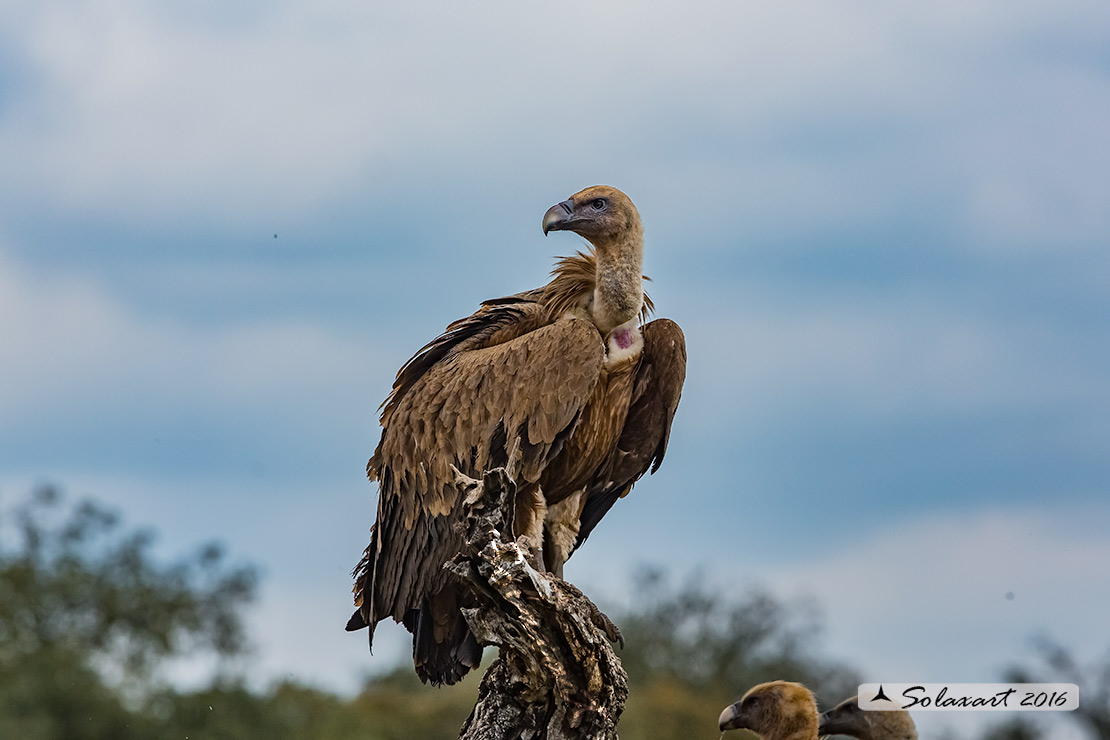 Gyps fulvus: Grifone; Griffon vulture