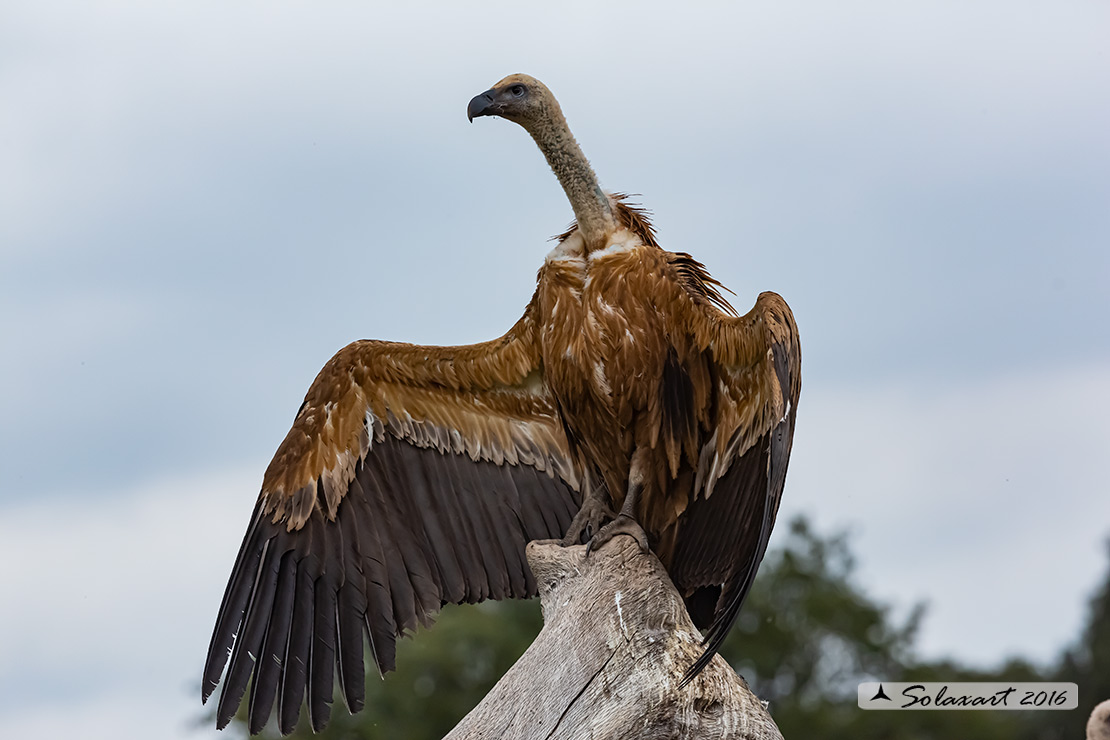Gyps fulvus: Grifone; Griffon vulture