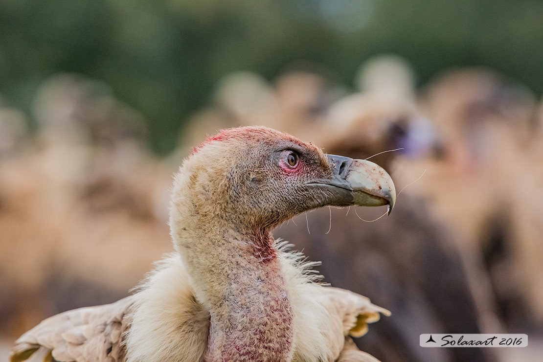 Gyps fulvus: Grifone; Griffon vulture