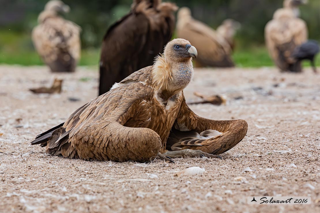Gyps fulvus: Grifone; Griffon vulture