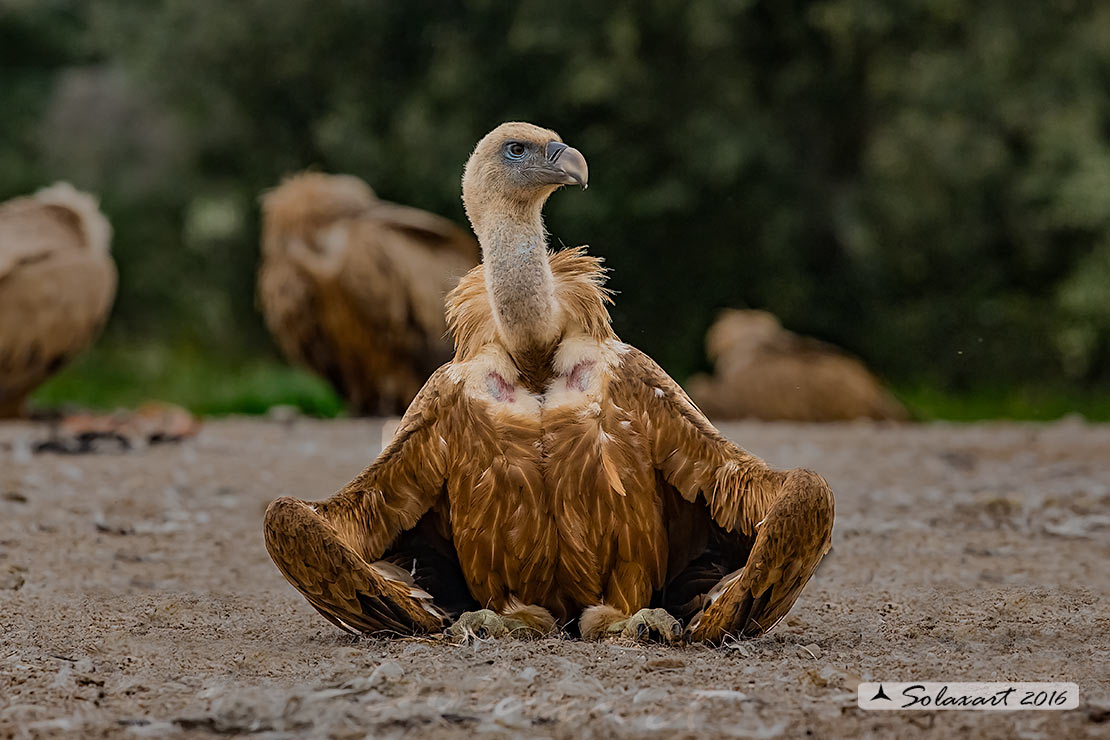 Gyps fulvus: Grifone; Griffon vulture