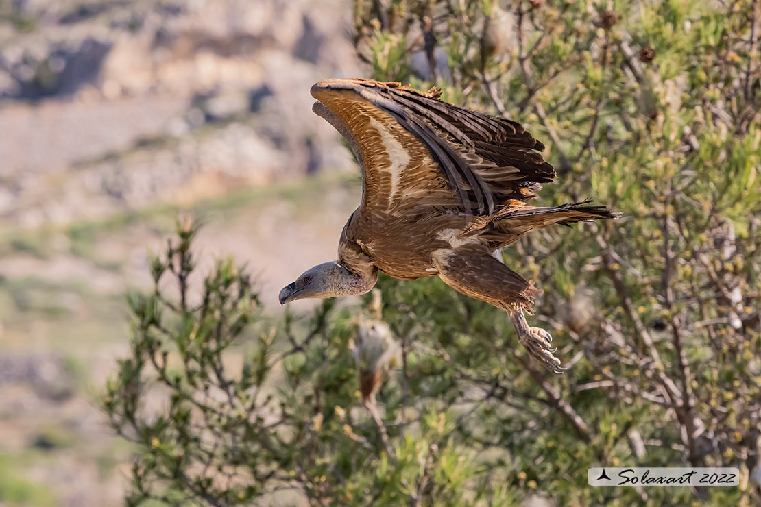 Gyps fulvus: Grifone; Griffon vulture