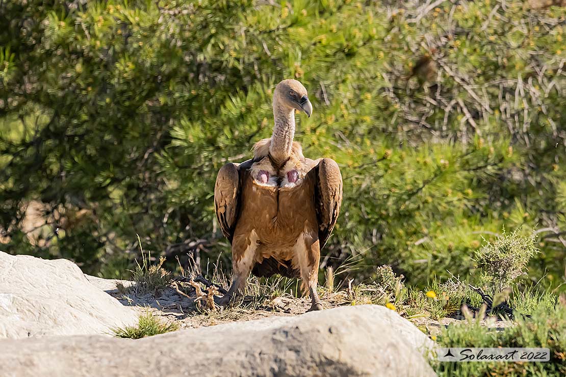 Gyps fulvus: Grifone; Griffon vulture