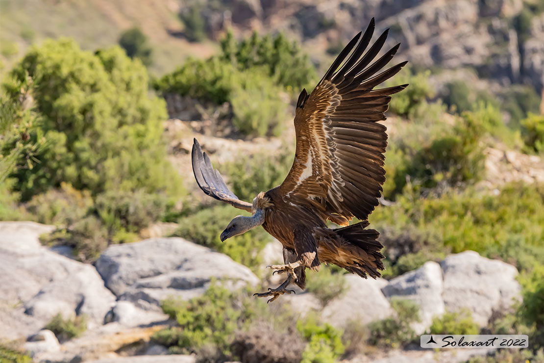 Gyps fulvus: Grifone; Griffon vulture