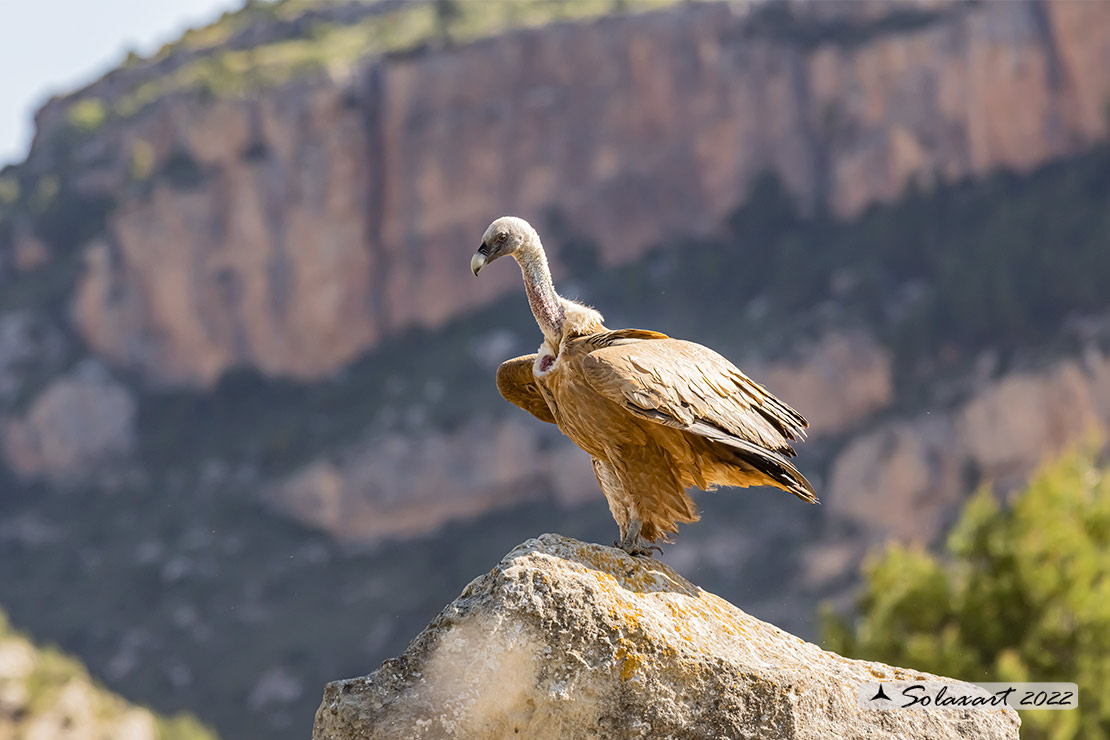 Gyps fulvus: Grifone; Griffon vulture
