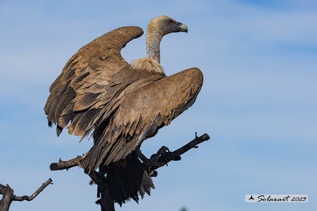 Gyps fulvus: Grifone; Griffon vulture