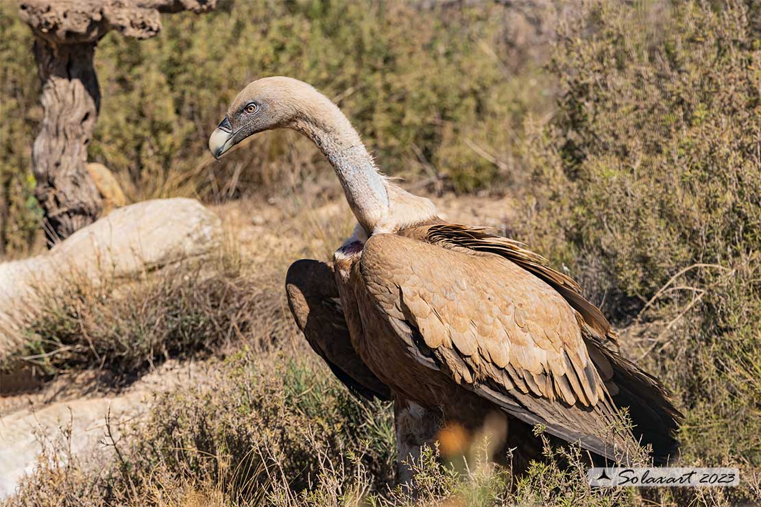 Gyps fulvus: Grifone; Griffon vulture