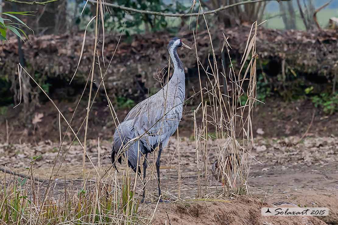 Grus grus: Gru; Common crane