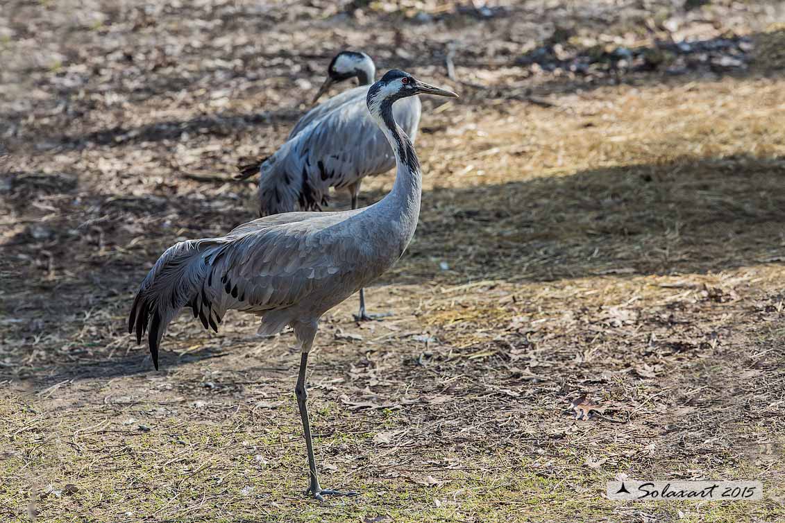 Grus grus; Gru; Common crane: