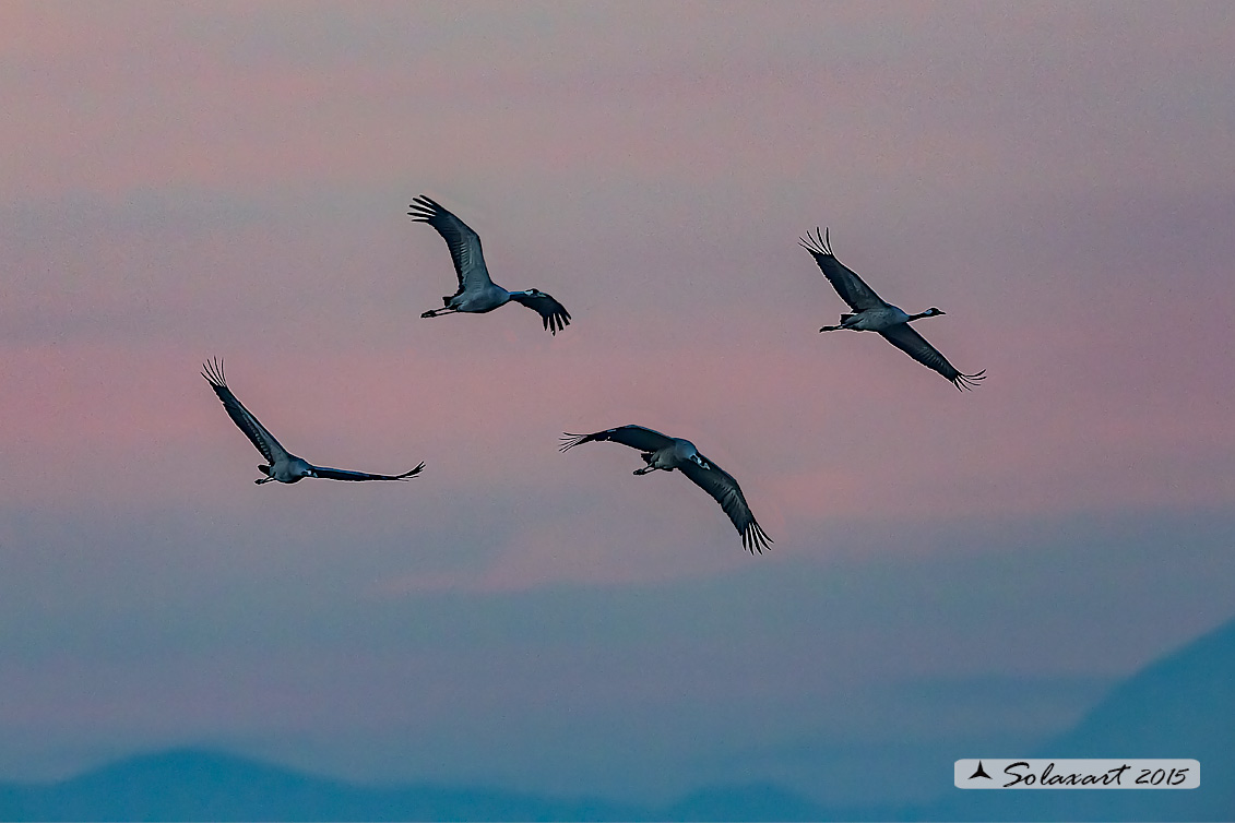 Grus grus: Gru; Common crane