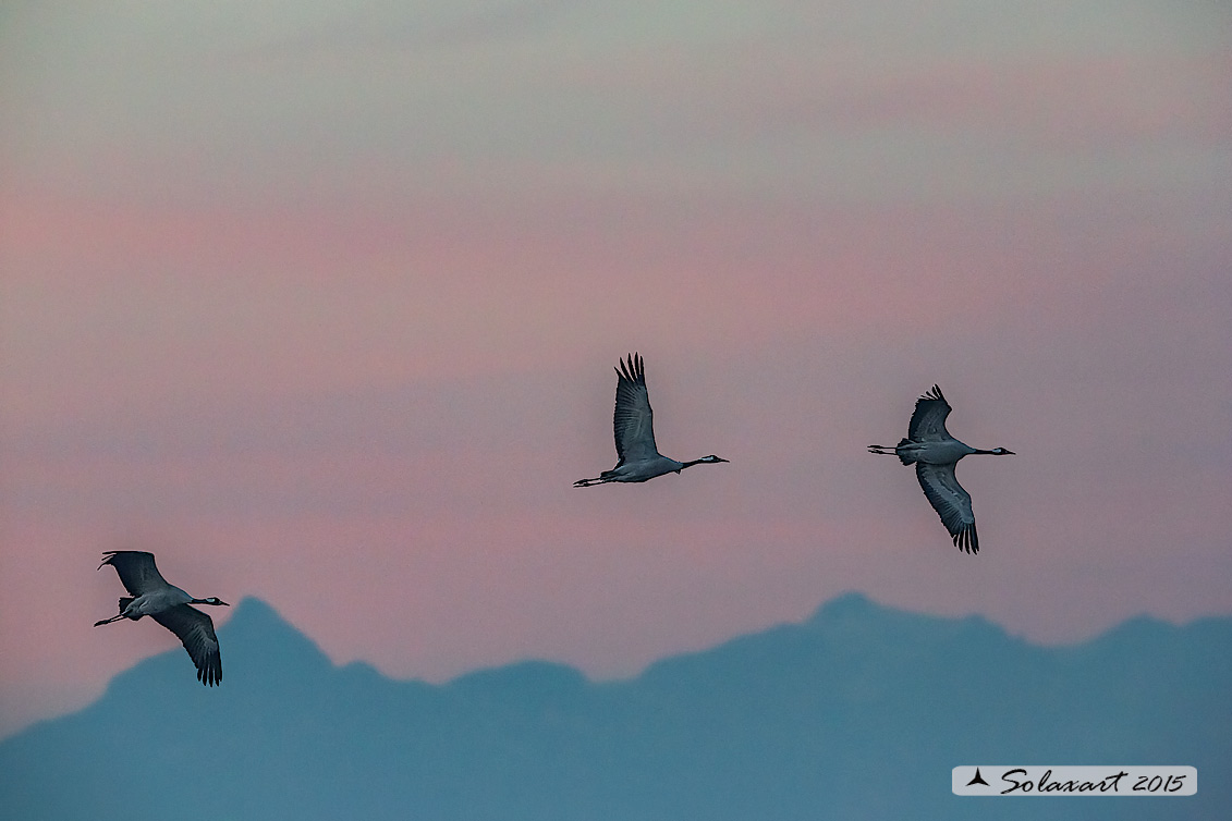 Grus grus: Gru; Common crane