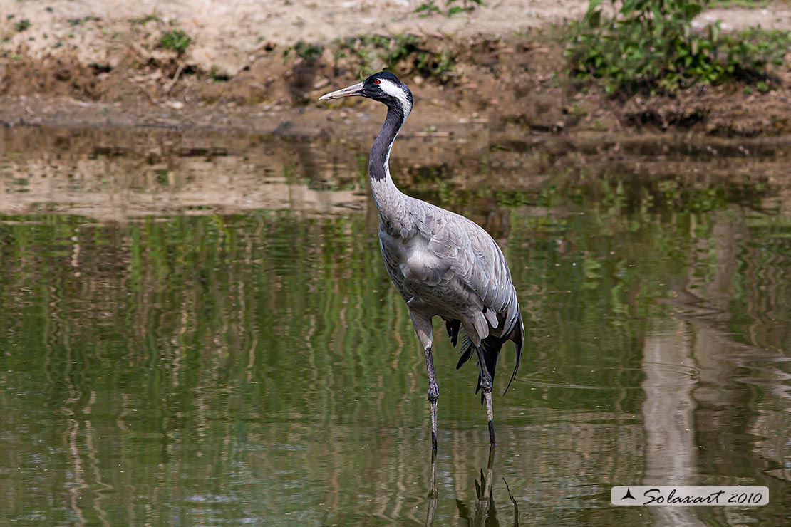 Grus grus: Gru; Common crane