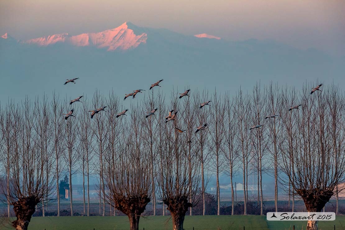 Grus grus: Gru; Common crane