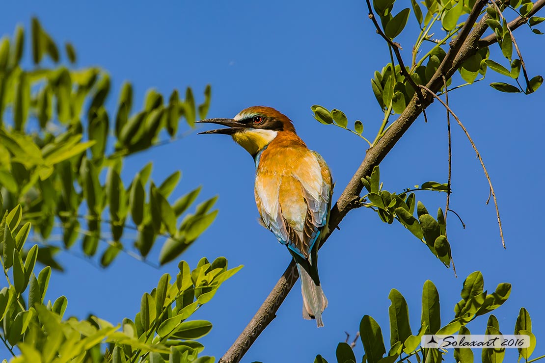 Merops apiaster; Gruccione; European Bee-eater