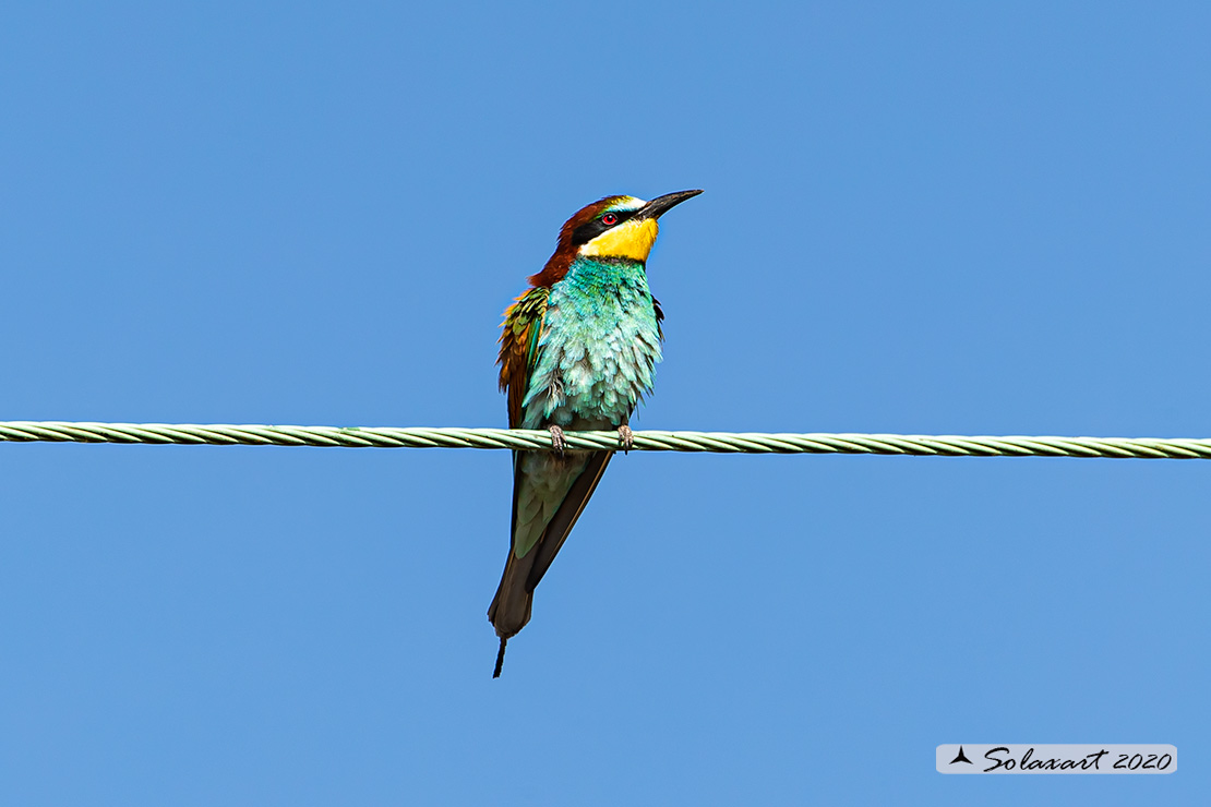 Merops apiaster:  Gruccione;   European Bee-eater