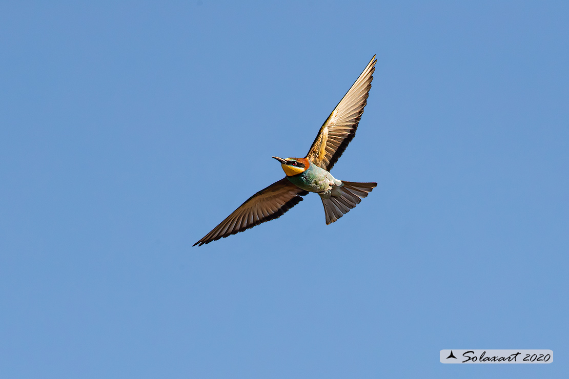 Merops apiaster:  Gruccione;   European Bee-eater