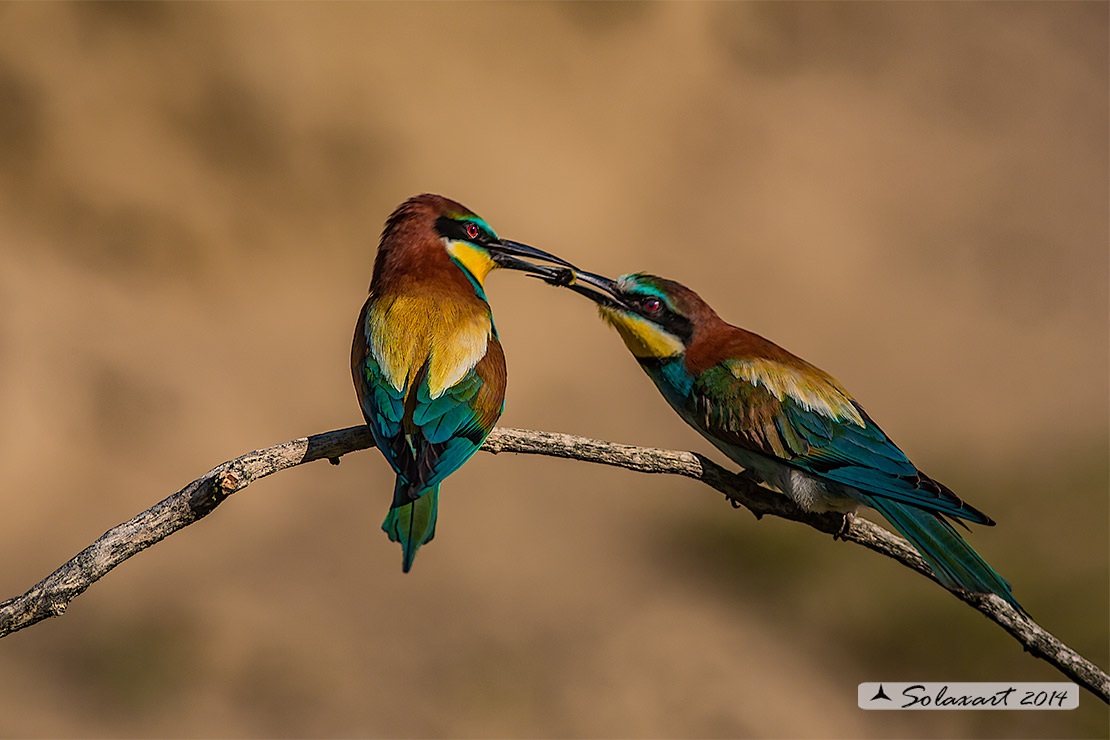 Merops apiaster:  Gruccione;   European Bee-eater