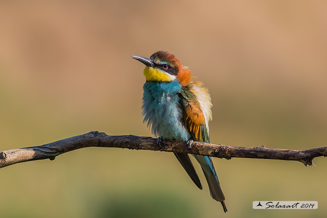 Merops apiaster:  Gruccione;   European Bee-eater
