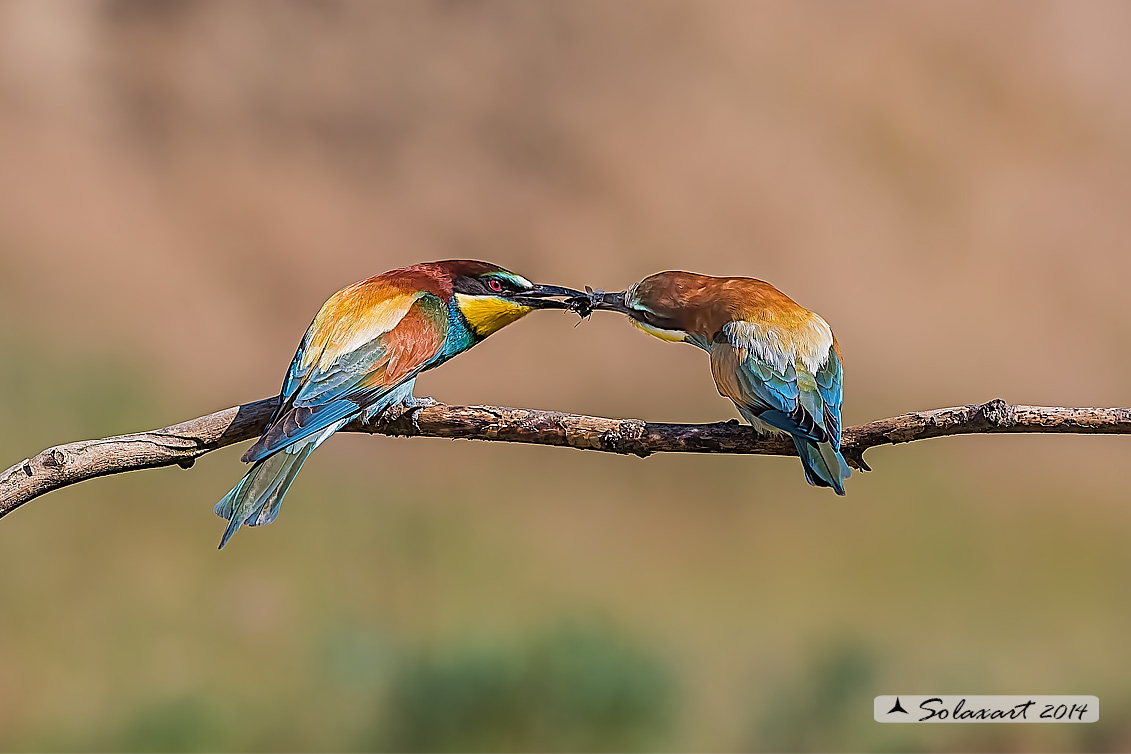 Merops apiaster:  Gruccione;   European Bee-eater